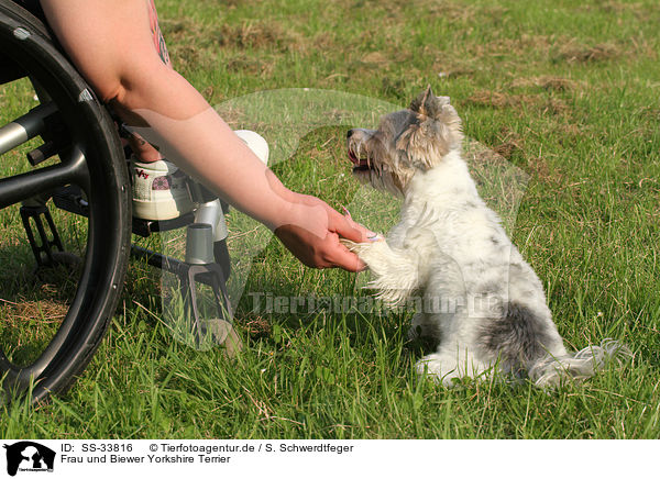Frau und Biewer Yorkshire Terrier / SS-33816