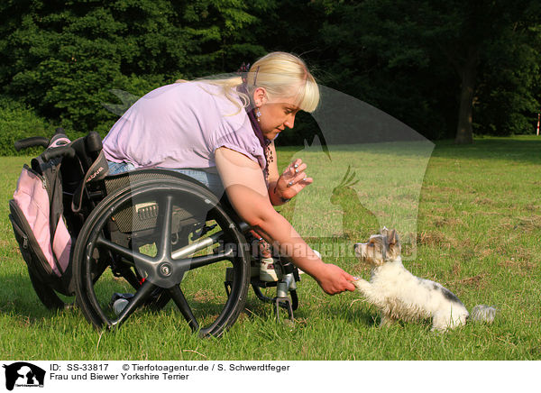 Frau und Biewer Yorkshire Terrier / woman and Biewer Yorkshire Terrier / SS-33817