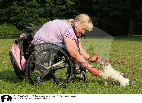 Frau und Biewer Yorkshire Terrier / woman and Biewer Yorkshire Terrier / SS-33818