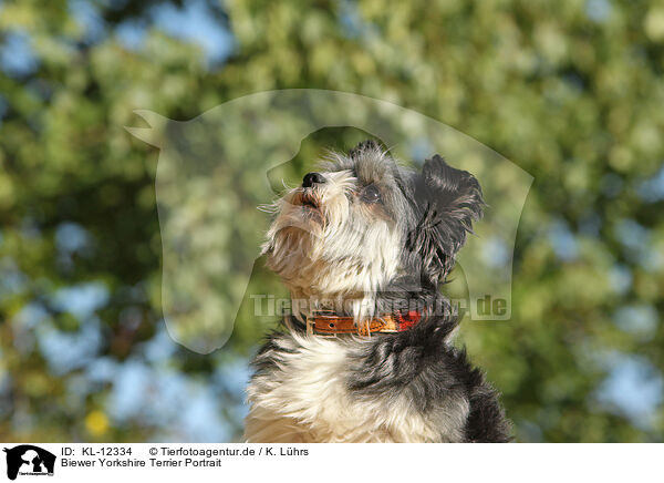Biewer Yorkshire Terrier Portrait / KL-12334