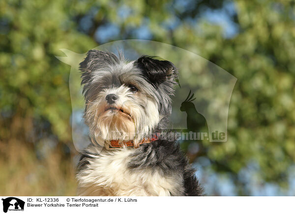 Biewer Yorkshire Terrier Portrait / KL-12336