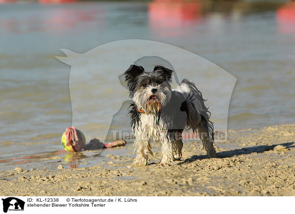stehender Biewer Yorkshire Terrier / KL-12338