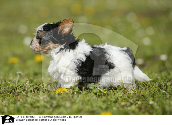 Biewer Yorkshire Terrier auf der Wiese / RR-81603
