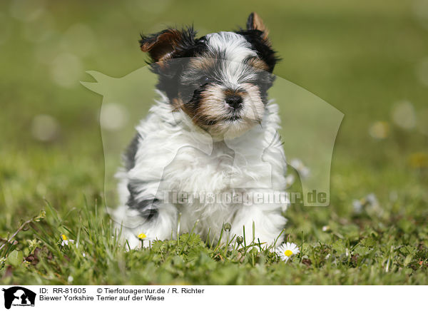 Biewer Yorkshire Terrier auf der Wiese / RR-81605
