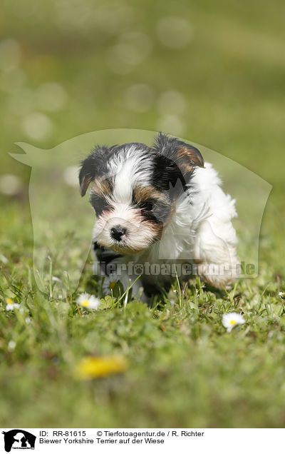 Biewer Yorkshire Terrier auf der Wiese / Biewer Yorkshire Terrier on meadow / RR-81615