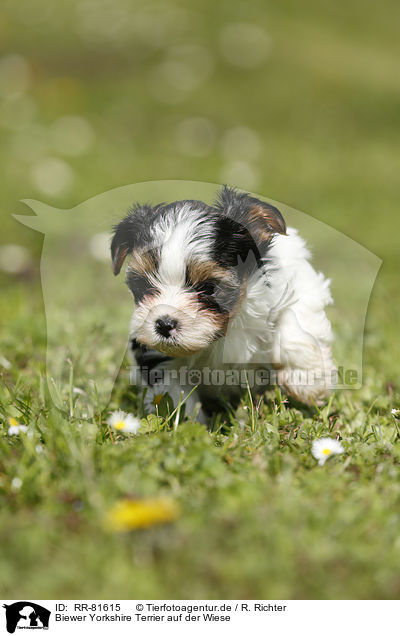 Biewer Yorkshire Terrier auf der Wiese / RR-81615