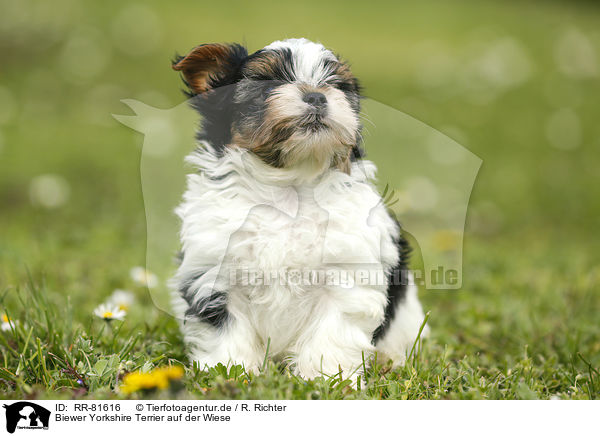 Biewer Yorkshire Terrier auf der Wiese / Biewer Yorkshire Terrier on meadow / RR-81616