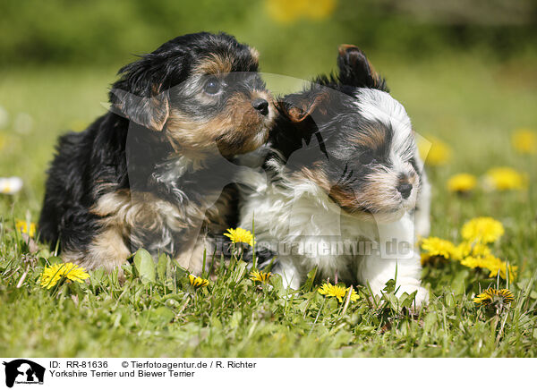 Yorkshire Terrier und Biewer Terrier / RR-81636