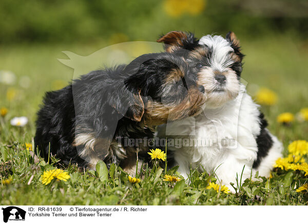 Yorkshire Terrier und Biewer Terrier / RR-81639