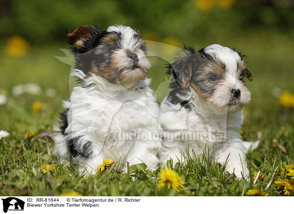 Biewer Yorkshire Terrier Welpen / RR-81644