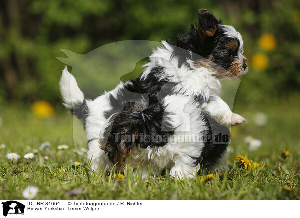 Biewer Yorkshire Terrier Welpen / RR-81664