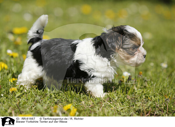 Biewer Yorkshire Terrier auf der Wiese / RR-81667
