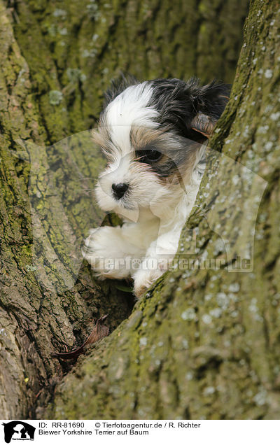 Biewer Yorkshire Terrier auf Baum / RR-81690