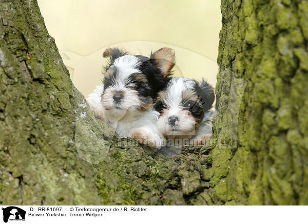 Biewer Yorkshire Terrier Welpen / RR-81697