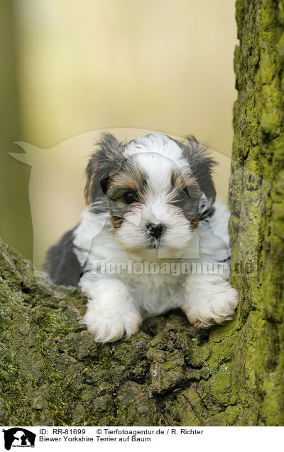 Biewer Yorkshire Terrier auf Baum / RR-81699