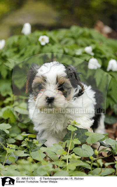 Biewer Yorkshire Terrier Welpe / RR-81701