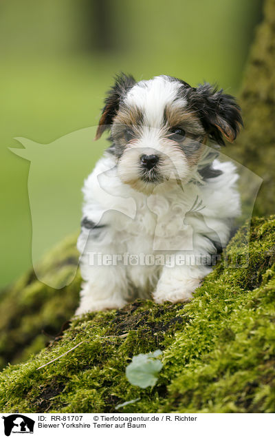 Biewer Yorkshire Terrier auf Baum / Biewer Yorkshire Terrier on tree / RR-81707