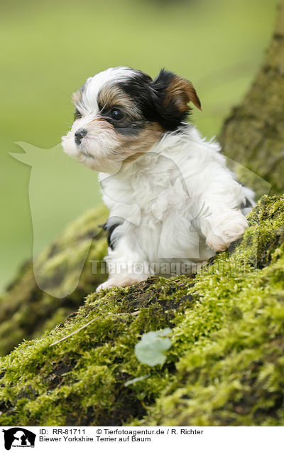 Biewer Yorkshire Terrier auf Baum / RR-81711