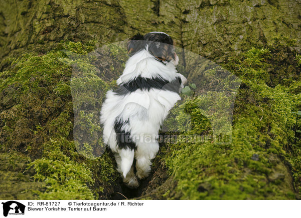 Biewer Yorkshire Terrier auf Baum / RR-81727