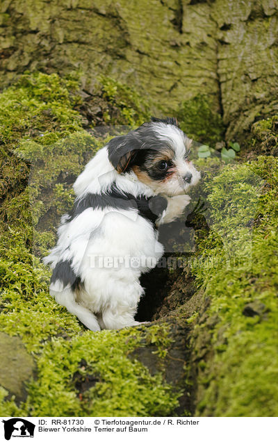 Biewer Yorkshire Terrier auf Baum / RR-81730