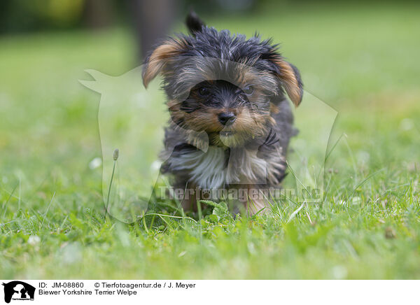 Biewer Yorkshire Terrier Welpe / JM-08860