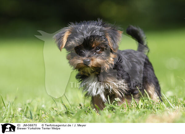 Biewer Yorkshire Terrier Welpe / JM-08870