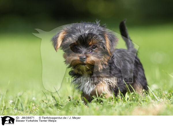 Biewer Yorkshire Terrier Welpe / JM-08871