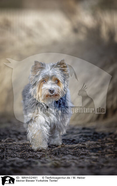 kleiner Biewer Yorkshire Terrier / MAH-02481