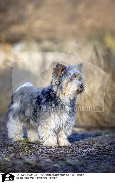 kleiner Biewer Yorkshire Terrier / small Biewer Yorkshire Terrier / MAH-02482