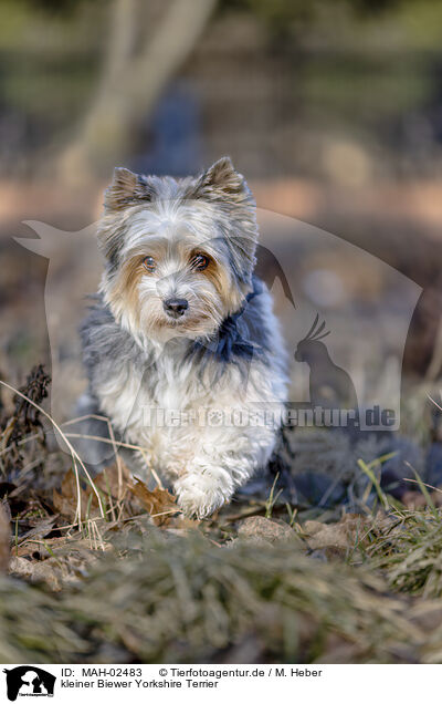 kleiner Biewer Yorkshire Terrier / MAH-02483