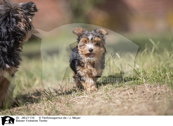 Biewer Yorkshire Terrier / JM-21134