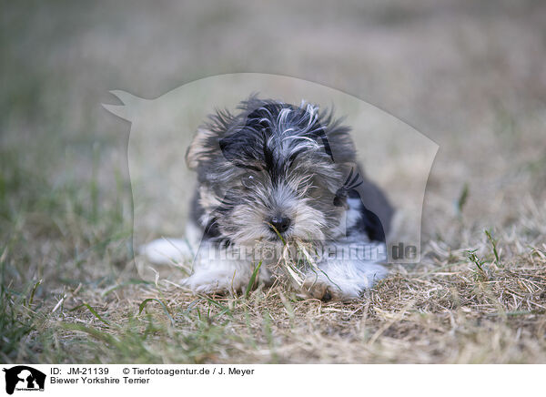 Biewer Yorkshire Terrier / JM-21139