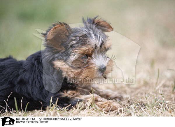Biewer Yorkshire Terrier / JM-21142