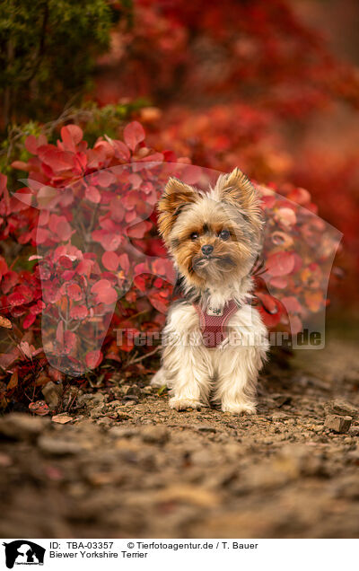Biewer Yorkshire Terrier / Biewer Yorkshire Terrier / TBA-03357