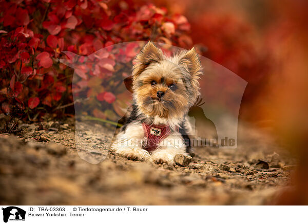 Biewer Yorkshire Terrier / Biewer Yorkshire Terrier / TBA-03363