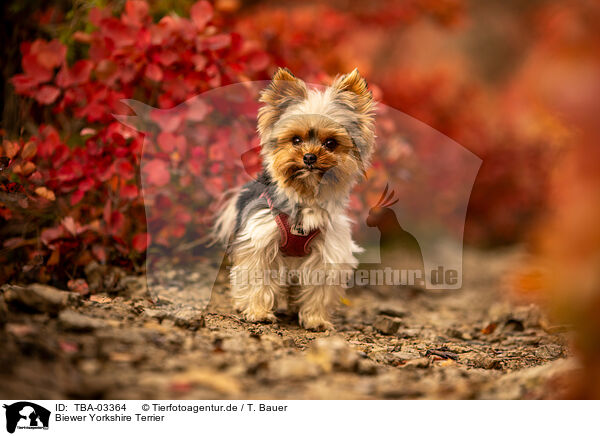 Biewer Yorkshire Terrier / Biewer Yorkshire Terrier / TBA-03364