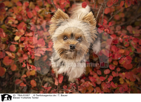 Biewer Yorkshire Terrier / Biewer Yorkshire Terrier / TBA-03367