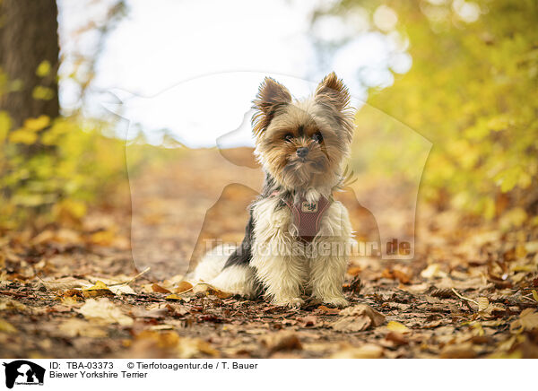 Biewer Yorkshire Terrier / Biewer Yorkshire Terrier / TBA-03373