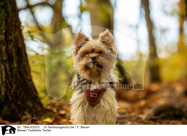 Biewer Yorkshire Terrier / Biewer Yorkshire Terrier / TBA-03375