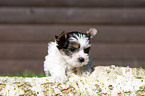 Biewer Yorkshire Terrier Welpe