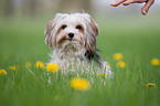 Biewer Yorkshire Terrier Portrait