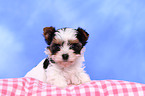 Biewer Yorkshire Terrier Welpe