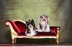 2 Biewer Yorkshire Terrier