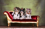 3 Biewer Yorkshire Terrier