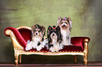 3 Biewer Yorkshire Terrier