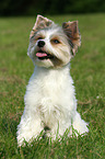 sitzender Biewer Yorkshire Terrier