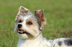 Biewer Yorkshire Terrier Portrait