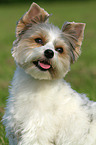 Biewer Yorkshire Terrier Portrait