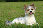 liegender Biewer Yorkshire Terrier