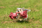 spielender Biewer Yorkshire Terrier